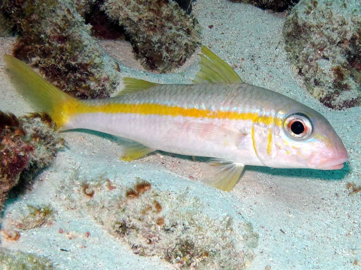 Yellow Goatfish